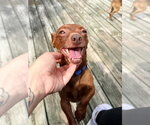 Small #4 Chiweenie