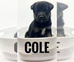 Puppy Cole German Shepherd Dog