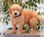 Small #3 Golden Retriever