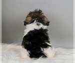 Small Photo #3 Schnauzer (Miniature) Puppy For Sale in WARSAW, IN, USA