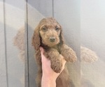 Puppy Lenny Goldendoodle mix (+ Poodle Standard)