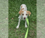 Small Chiweenie