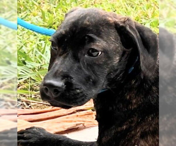 Medium Photo #1 Boxer-Pointer Mix Puppy For Sale in Oakland Park, FL, USA