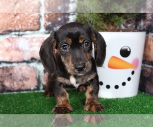 Dachshund Puppy for sale in BEL AIR, MD, USA
