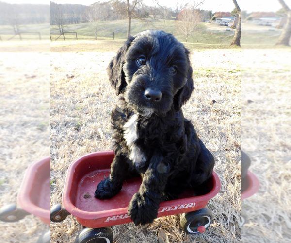 Medium Photo #1 Goldendoodle Puppy For Sale in GAINESVILLE, GA, USA