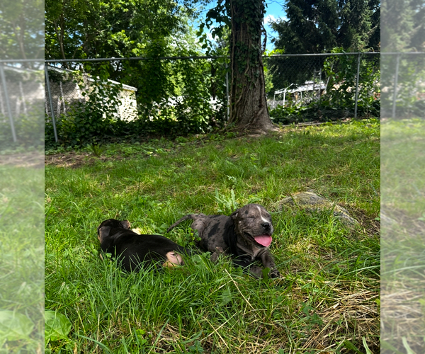 Medium Photo #6 American Bully Puppy For Sale in BROCKTON, MA, USA