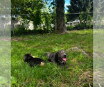 Small #5 American Bully
