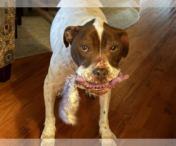 Medium Photo #6 Mutt Puppy For Sale in Crete, IL, USA