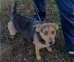 Small #6 Beagle Mix