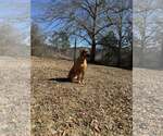 Small #3 Bloodhound-Redbone Coonhound Mix