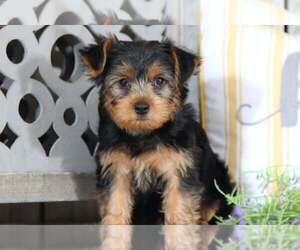 Yorkshire Terrier Puppy for sale in MOUNT VERNON, OH, USA