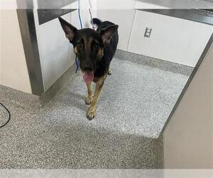 German Shepherd Dog Dogs for adoption in Houston, TX, USA