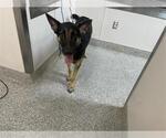 Small German Shepherd Dog