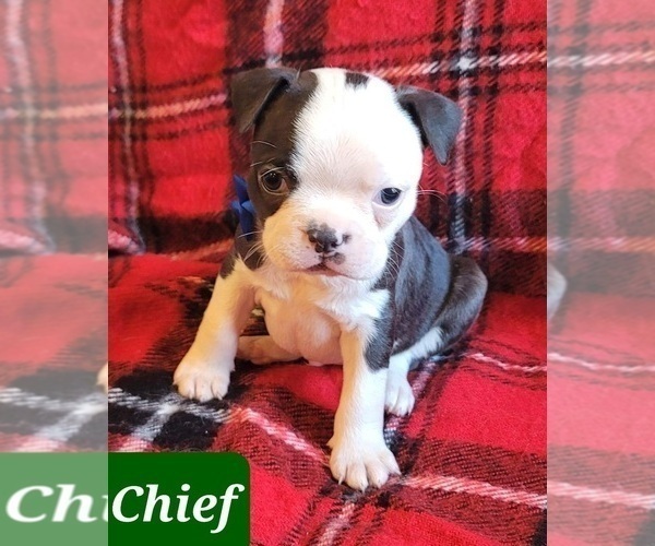 Medium Photo #2 Boston Terrier Puppy For Sale in POMEROY, OH, USA