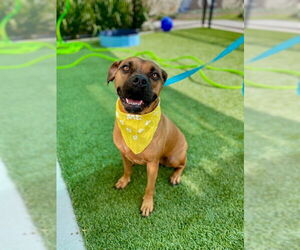 Bullboxer Pit Dogs for adoption in Baytown, TX, USA