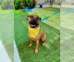 Small Bullboxer Pit