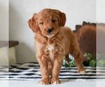 Small #4 Goldendoodle (Miniature)