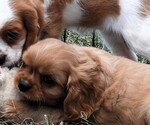 Puppy Puppy 1 Ruby Cavalier King Charles Spaniel