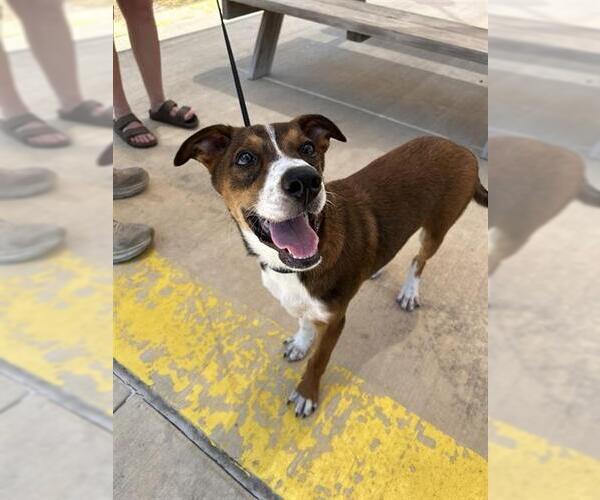 Medium Photo #1 Mutt Puppy For Sale in San Antonio, TX, USA