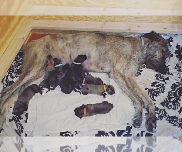 Medium Photo #3 Irish Wolfhound Puppy For Sale in ANN ARBOR, MI, USA