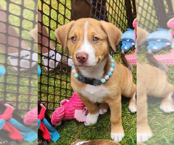 Medium Photo #2 Mutt Puppy For Sale in Minneapolis, MN, USA