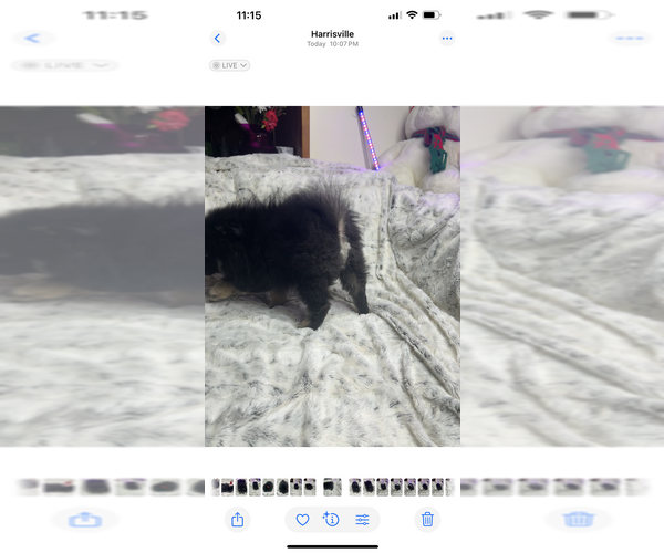 Medium Photo #9 Pomeranian Puppy For Sale in HARRISVILLE, MI, USA