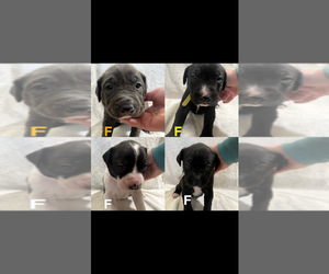 American Pit Bull Terrier-Labrador Retriever Mix Puppy for sale in SAINT CLAIR SHORES, MI, USA