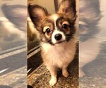 Small Photo #6 Papillon Puppy For Sale in CHEYENNE, WY, USA