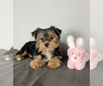 Small Photo #8 Yorkshire Terrier Puppy For Sale in FRANKLIN, IN, USA
