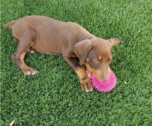 Doberman Pinscher Puppy for sale in SURPRISE, AZ, USA