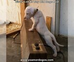 Small Photo #65 Dogo Argentino Puppy For Sale in PINEVILLE, MO, USA