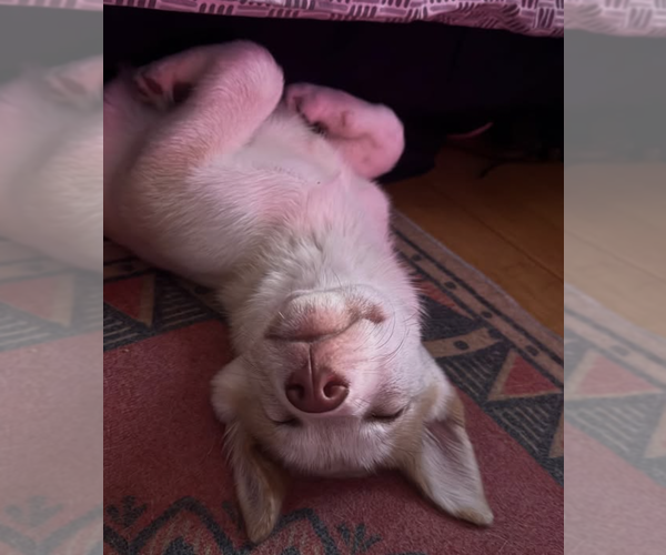 Medium Photo #6 Huskies -Unknown Mix Puppy For Sale in Brooklyn, NY, USA