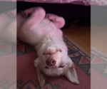Small #5 Huskies  Mix