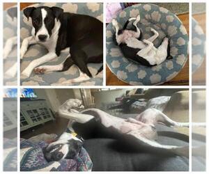 American Staffordshire Terrier-Unknown Mix Dogs for adoption in San Antonio, TX, USA