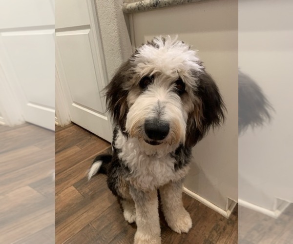 Medium Photo #1 Bernedoodle Puppy For Sale in CONROE, TX, USA