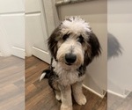 Small Photo #1 Bernedoodle Puppy For Sale in CONROE, TX, USA