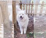 Small Photo #1 Siberian Husky Puppy For Sale in DINWIDDIE, VA, USA