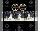 Small #2 Cavalier King Charles Spaniel