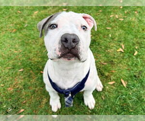 American Pit Bull Terrier Dogs for adoption in San Clemente, CA, USA