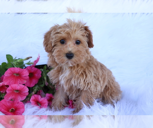 Medium Photo #1 Poodle (Toy)-Yorkshire Terrier Mix Puppy For Sale in SHILOH, OH, USA