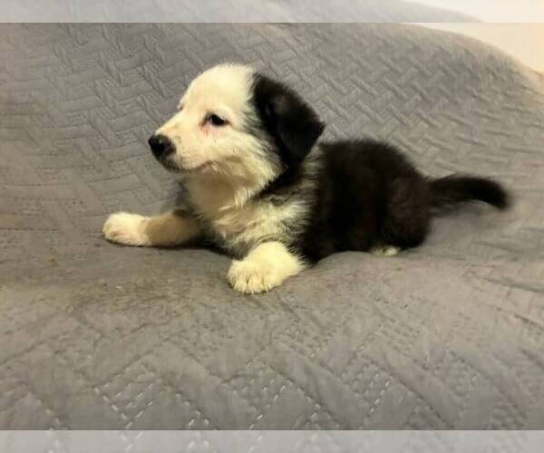 Medium Photo #10 German Shepherd Dog Puppy For Sale in LOGAN, OH, USA