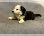 Small Photo #10 German Shepherd Dog Puppy For Sale in LOGAN, OH, USA
