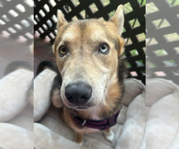 Medium Photo #3 Gerberian Shepsky Puppy For Sale in Fremont, CA, USA