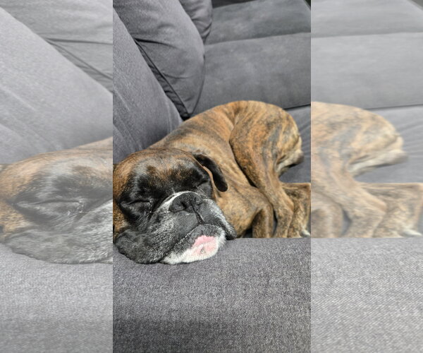 Medium Photo #5 Boxer Puppy For Sale in Woodbury, MN, USA