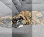 Small #4 Boxer