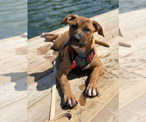 Mastiff-Unknown Mix Dogs for adoption in Oro Medonte, Ontario, Canada