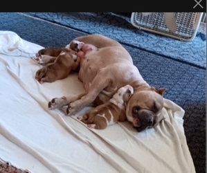 American Bully Puppy for Sale in HARMON, Illinois USA
