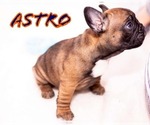 Small Photo #2 French Bulldog Puppy For Sale in PEARLAND, TX, USA