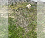 Puppy Puppy 1 Labrador Retriever