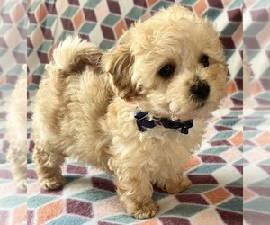 Maltipoo Puppy for sale in NEW ALBANY, IN, USA